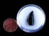 10043 - Real Tyrannosaurus Rex Dinosaur Fossil Tooth Tip - Hell Creek Fm - Montana