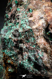 04989 -  Well Crystallized Acicular Brochantite with Quartz from South Morocco