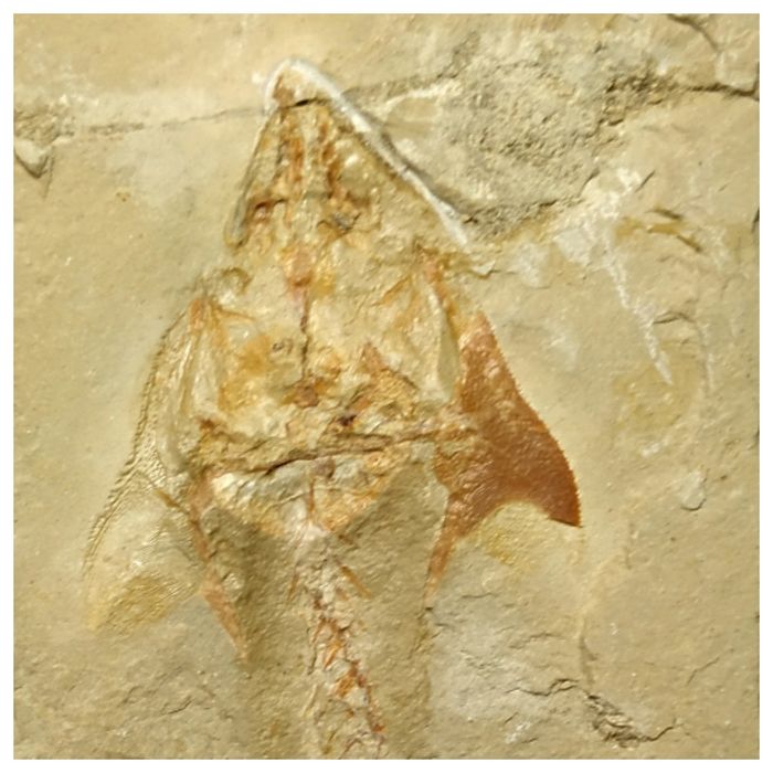 Pycnodontid Fish Great Coccodus insignis Pycnodontiform Fish Fossil Cretaceous Age ...