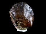 10053 - Rare Centrosaurus Fossil Tooth Ceratopsid Dinosaur Judith River Fm - Montana