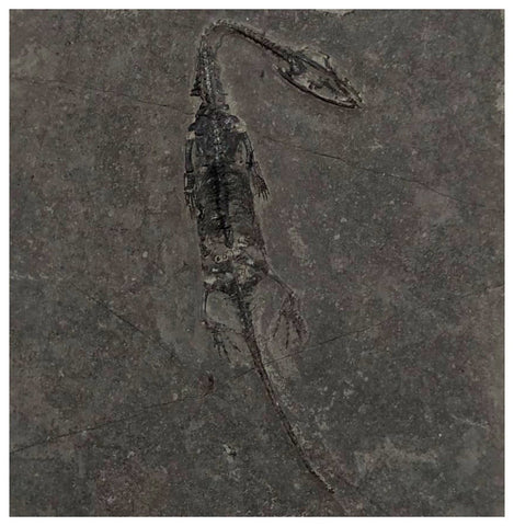 D1 - Nicely Preserved Juvenile Keichousaurus hui Early Triassic Reptile Huxia Formation