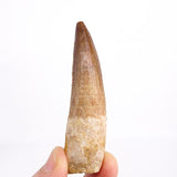 Spinosaurus Dinosaur Tooth 3.27 Inch Cretaceous KemKem Beds Ifezouane Fm