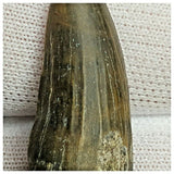 10125 - Exceedingly Rare Suchomimus tenerensis Dinosaur Tooth - Elrhaz Fm - Niger