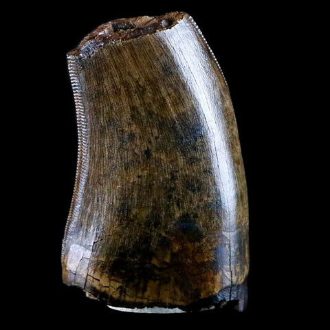 10042 - Real Daspletosaurus Tyrannosaurid Dinosaur Tooth Cretaceous - Montana