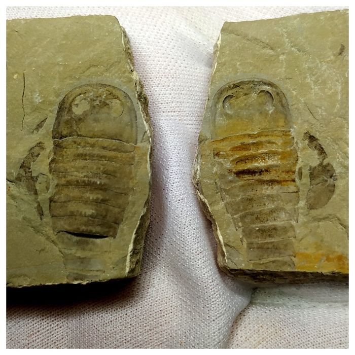 Silurian Sea Scorpion Eurypterus Balteurypterus with Preserved