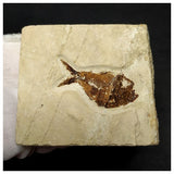 15001 - Amazing Rare Fossil Fish Stichocentrus sp Cretaceous Age Lebanon