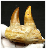 13053 - Amazing Eremiasaurus heterodontus (Mosasaur) Partial Jaw with Teeth