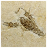 14021 - Amazing Rare Fossil Crustacean Lobster Palaeastacus sp Upper Jurassic Germany