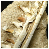 13052 - Amazing Rare Halisaurus arambourgi (Mosasaur) Partial Left Hemi Jaw with 7 Teeth