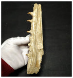 13053 - Amazing Large Halisaurus arambourgi (Mosasaur) Partial Left Hemi Jaw with 4 Teeth