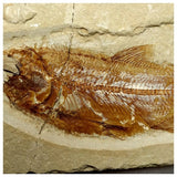 14011- Amazing Rare Fossil Fish Sedenhorstia sp Cretaceous Age Lebanon