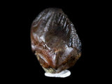 10053 - Rare Centrosaurus Fossil Tooth Ceratopsid Dinosaur Judith River Fm - Montana