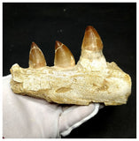 13054 - Huge Partial Prognathodon anceps (Mosasaur) Jaw with Teeth