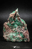 04987 -  Well Crystallized Acicular Brochantite with Quartz from South Morocco