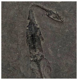 D1 - Nicely Preserved Juvenile Keichousaurus hui Early Triassic Reptile Huxia Formation