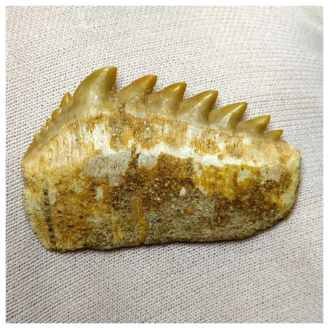 14000 - Nicely Preserved Notidanodon loozi (Cow Shark) Tooth