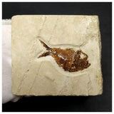 15001 - Amazing Rare Fossil Fish Stichocentrus sp Cretaceous Age Lebanon