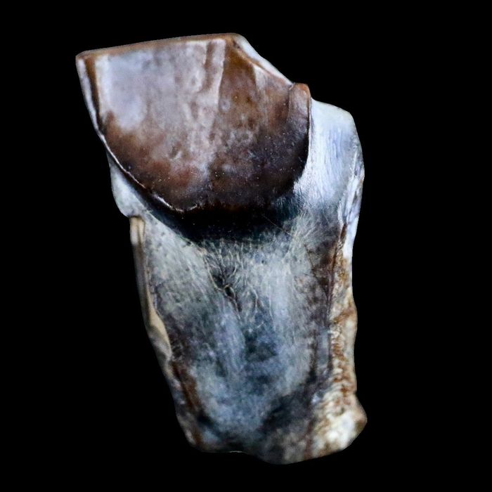 10046 - Real Triceratops horridus Dinosaur Fossil Tooth - Hell Creek Fm - Montana