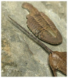 Museum Grade Ampyx + Asaphid + 2 Euloma + Parabathycheilus Ordovician Trilobites Associated in Row