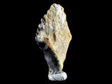 10140 - Top Rare Ankylosaurus Dinosaur Fossil Tooth - Judith River Fm - Montana
