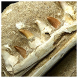 13052 - Amazing Rare Halisaurus arambourgi (Mosasaur) Partial Left Hemi Jaw with 7 Teeth