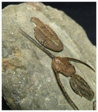 Museum Grade Ampyx + Asaphid + 2 Euloma + Parabathycheilus Ordovician Trilobites Associated in Row