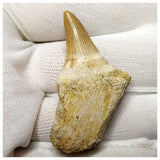 14010- Finest Grade Rooted Platecarpus ptychodon (Mosasaur) Tooth