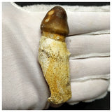 14003 - Amazing Large Rare Igdamanosaurus (Globidens) Mosasaur rooted Tooth