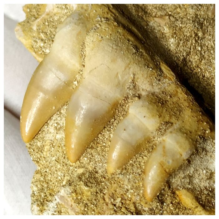 13051 - Finest Grade Halisaurus arambourgi (Mosasaur) Partial Hemi Jaw with 4 Teeth