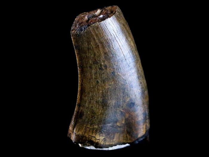 10042 - Real Daspletosaurus Tyrannosaurid Dinosaur Tooth Cretaceous ...
