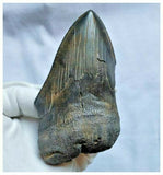 13028 - Nice Huge Serrated 4.72 Inch Carcharocles Megalodon Shark Tooth