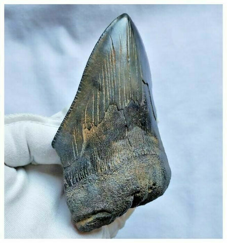13028 - Nice Huge Serrated 4.72 Inch Carcharocles Megalodon Shark Tooth