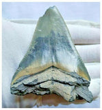 13027 - Nicely Serrated Grey-Blue 3.30 Inch Carcharocles Megalodon Shark Tooth