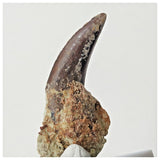 B7 - Top Rare 1.14 Inch Abelisaurid Dinosaur Tooth Upper Cretaceous Talsint Outcrops