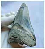 13027 - Nicely Serrated Grey-Blue 3.30 Inch Carcharocles Megalodon Shark Tooth