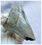 13027 - Nicely Serrated Grey-Blue 3.30 Inch Carcharocles Megalodon Shark Tooth