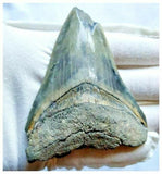 13027 - Nicely Serrated Grey-Blue 3.30 Inch Carcharocles Megalodon Shark Tooth