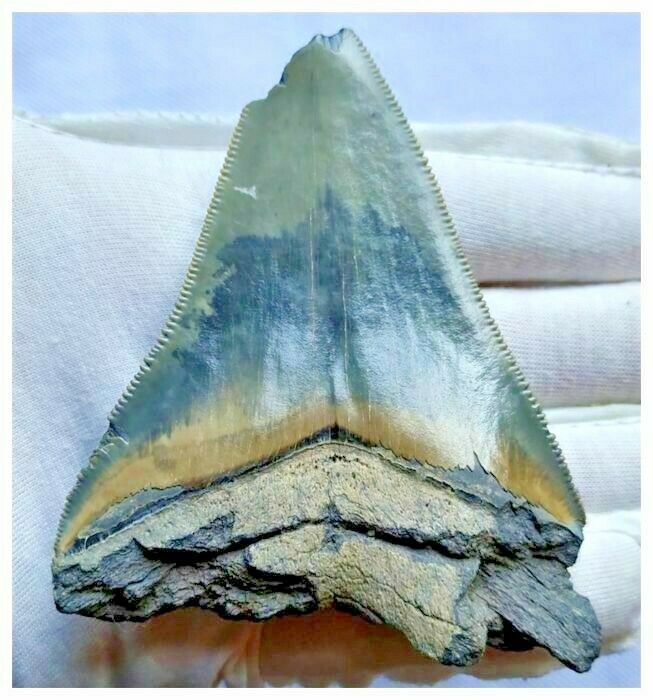 13027 - Nicely Serrated Grey-Blue 3.30 Inch Carcharocles Megalodon Shark Tooth