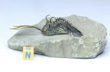 R267 & R273 Psedosaukianda + Walliserops trifurcatus Trilobites