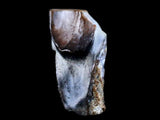 10046 - Real Triceratops horridus Dinosaur Fossil Tooth - Hell Creek Fm - Montana