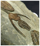 Museum Grade Ampyx + Asaphid + 2 Euloma + Parabathycheilus Ordovician Trilobites Associated in Row