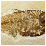 13015 - Finest Grade Diplomystus dentatus Fossil Fish Green River Fm WY Eocene Age