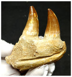 13053 - Amazing Eremiasaurus heterodontus (Mosasaur) Partial Jaw with Teeth