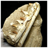 13052 - Amazing Rare Halisaurus arambourgi (Mosasaur) Partial Left Hemi Jaw with 7 Teeth