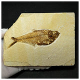 13015 - Finest Grade Diplomystus dentatus Fossil Fish Green River Fm WY Eocene Age