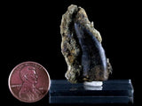 10057 - Amazing Albertosaurus Serrated Dinosaur Tooth in Natural Matrix - Cretaceous - Montana