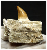 13056 - Amazing Rare Halisaurus walkeri (Mosasaur) Partial Jaw Bone with 1 Tooth