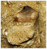 13055 - Exceedingly Rare Carinodens belgicus (Mosasaur) Tooth in natural Matrix