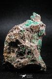 04987 -  Well Crystallized Acicular Brochantite with Quartz from South Morocco