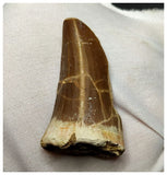 14016 - Top Rare Huge Tylosaurus sp (Mosasaur) Tooth Late Cretaceous